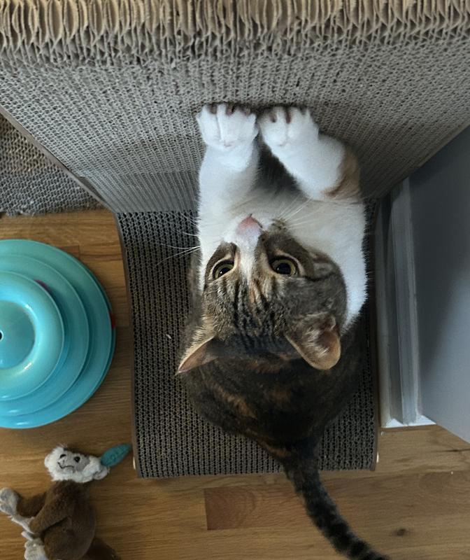 Great for stretch and scratching