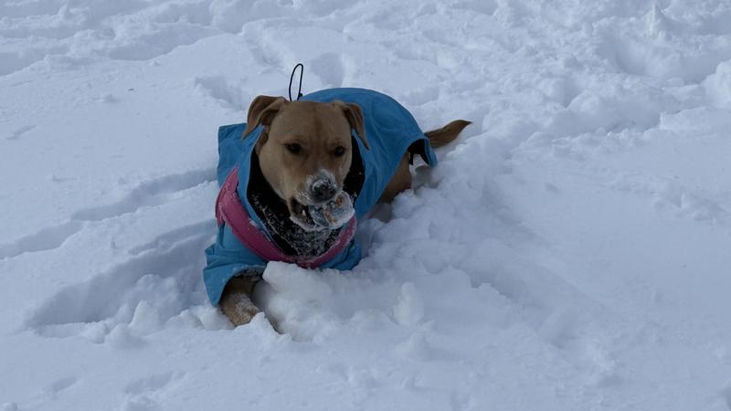 Lila in her new coat.