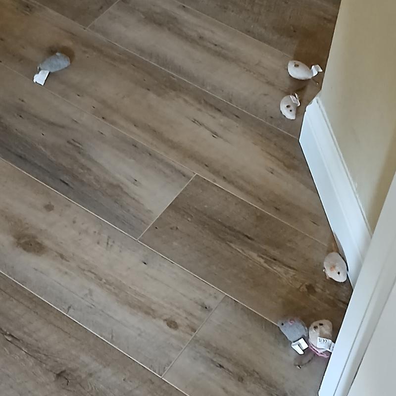 This morning I woke up to 12 mice.