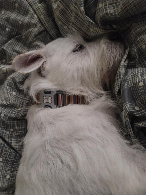 Sleepy head with a cute collar