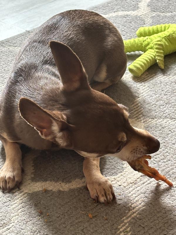 Kismet begging for a dried chicken feet treat