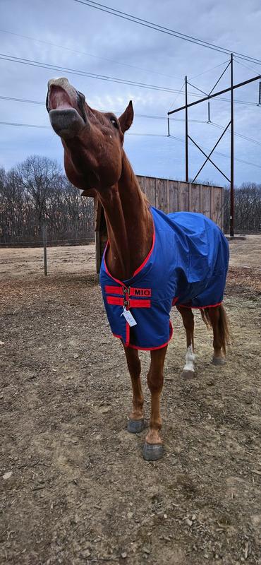 Odie, Appy Gelding, gives his approval