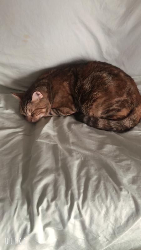 My Nala after her vet visit and steroid shot. Feeling better.