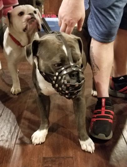 Muzzle for American Bulldog and English Bulldog – CollarDirect