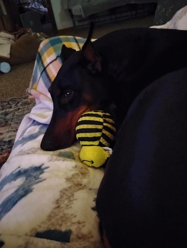 SweetPea loves her bee best of all.