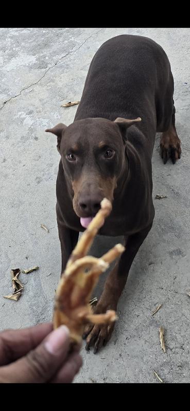 Goes bananas for chicken feet and begs for more