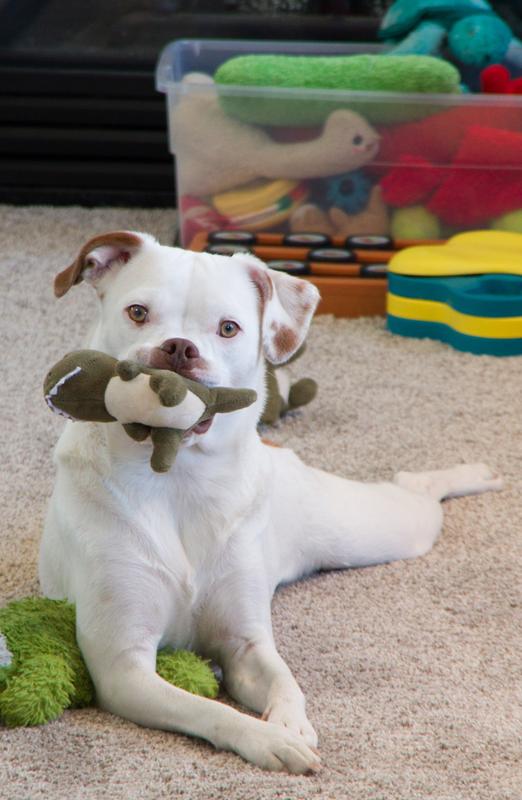 Albus and one dinosaur