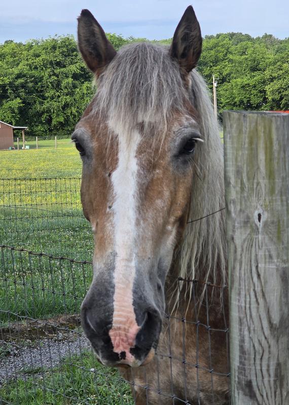 35 y/o draft horse with anxiety that Smart Calm Ultra pellets help to keep a more even temperament