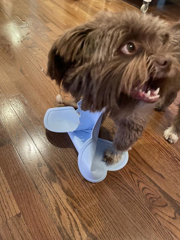 Everything is a chew toy, actually