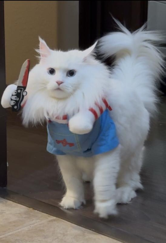 Here’s one of my cats who dressed up as Chucky and told me she’d cut me if I ever switched litters again.