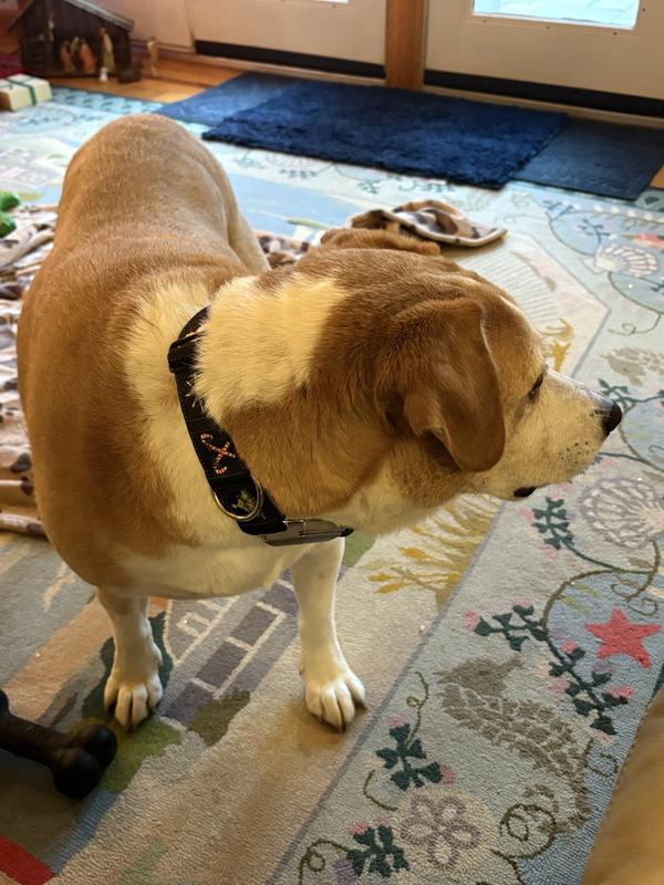 Coopers Xmas collar