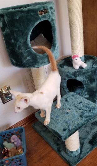 Maui loves his post!