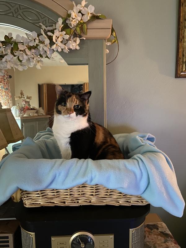 Thanks Chewy 💕🐾