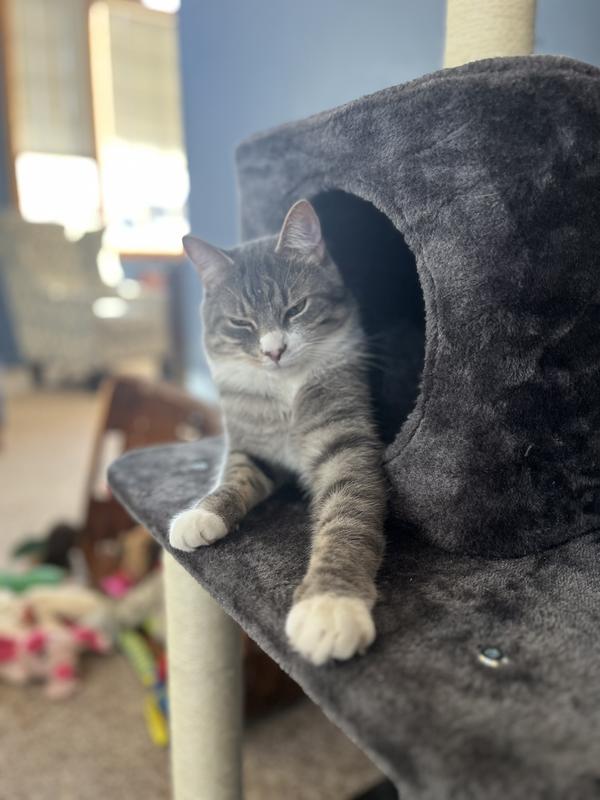 FRISCO 55-in Faux Fur Cat Tree & Condo, Dark Charcoal - Chewy.com