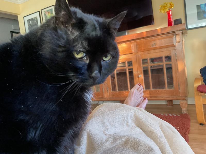Suspicious Hissy about flea med.