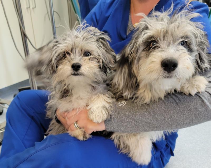 The aussiedoodles sisters.