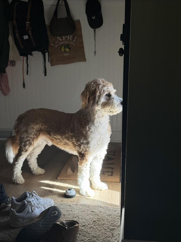 Franklin by his potty bell (aka treat dispenser)