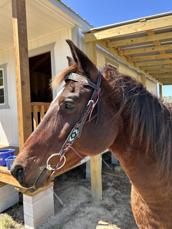 My horse looks proud, he likes it too 😀