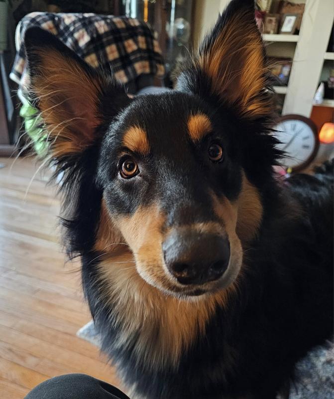 our Petey puppy
