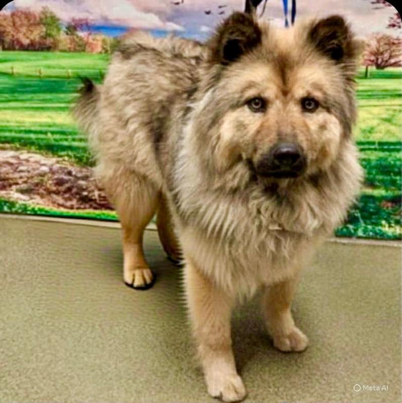 Heavy Chow Chow coat