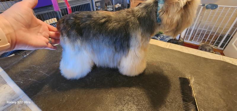 Used it to brush out this Yorkie