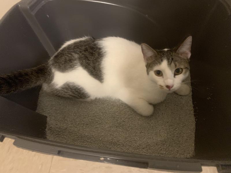 Litter was kitty approved !!