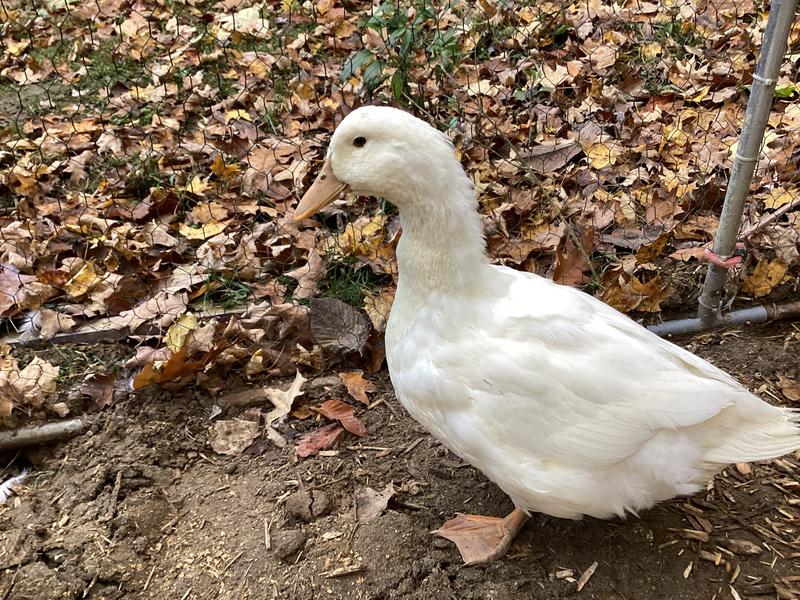 Pekin breed it  took them a little bit to find them