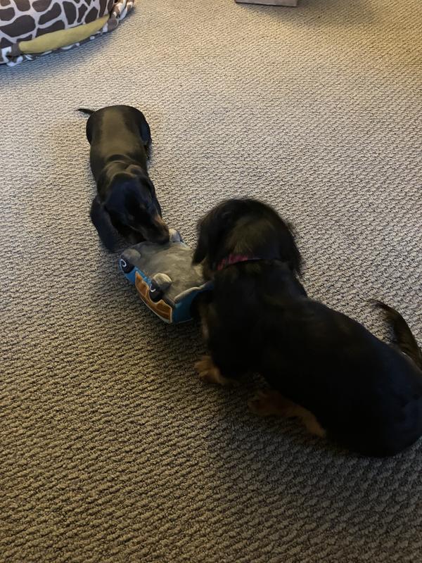 5 month old dachshund pups play