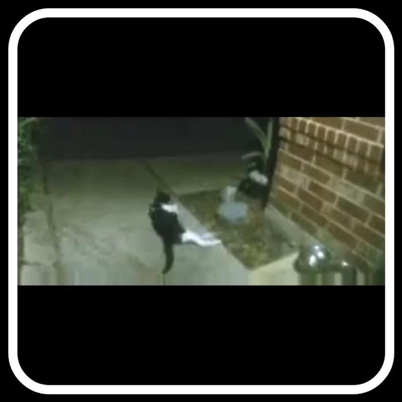 This is the kitten after getting her belly full :)