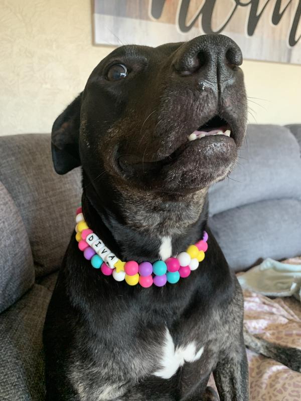The collar really pops against Diva’s black color.