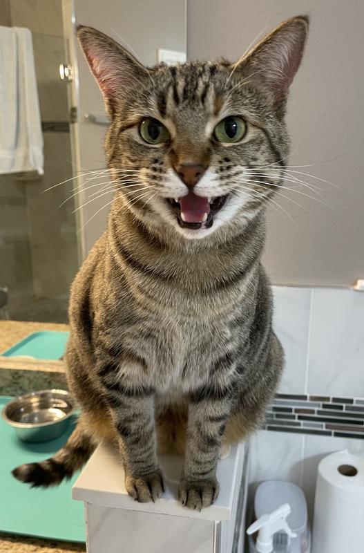 Our happy cat, Phoebe!