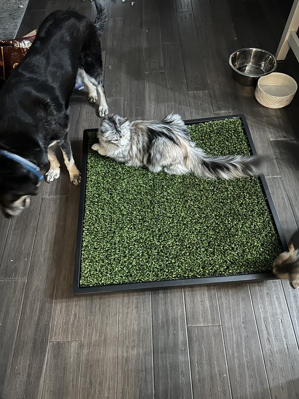 Petsafe Litter Tray Dog Potty Tray 30 Pack Pet Loo Pee Pod Liners