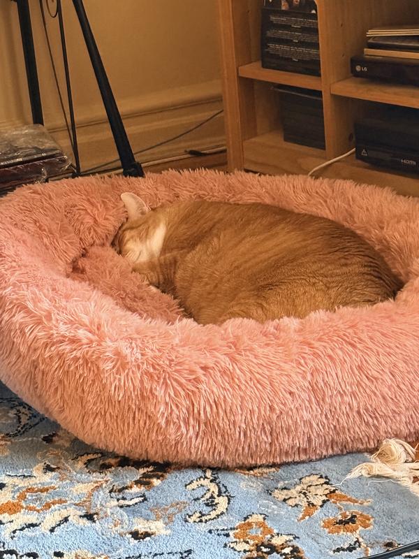 Early Evening Siesta 😻