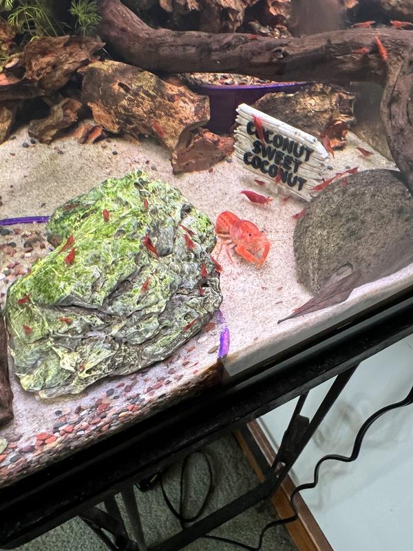 Freddie Krueger leaving the shrimp alone