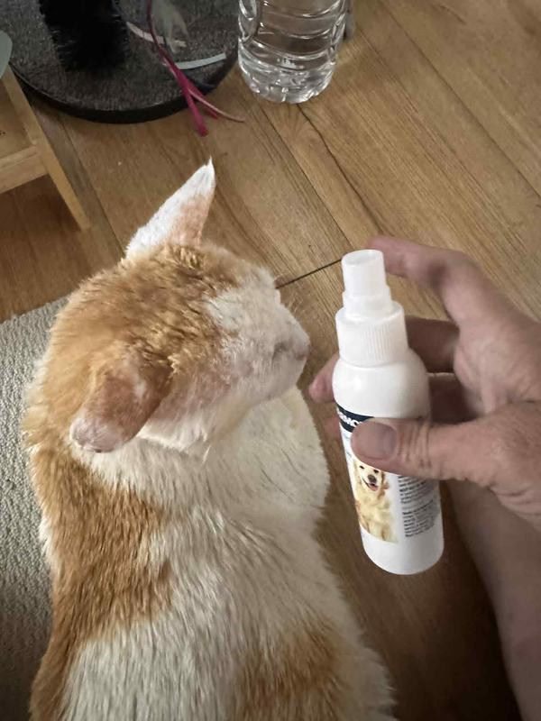 Janggeun lets me spray his healing patches. His ears are growing the fur back.