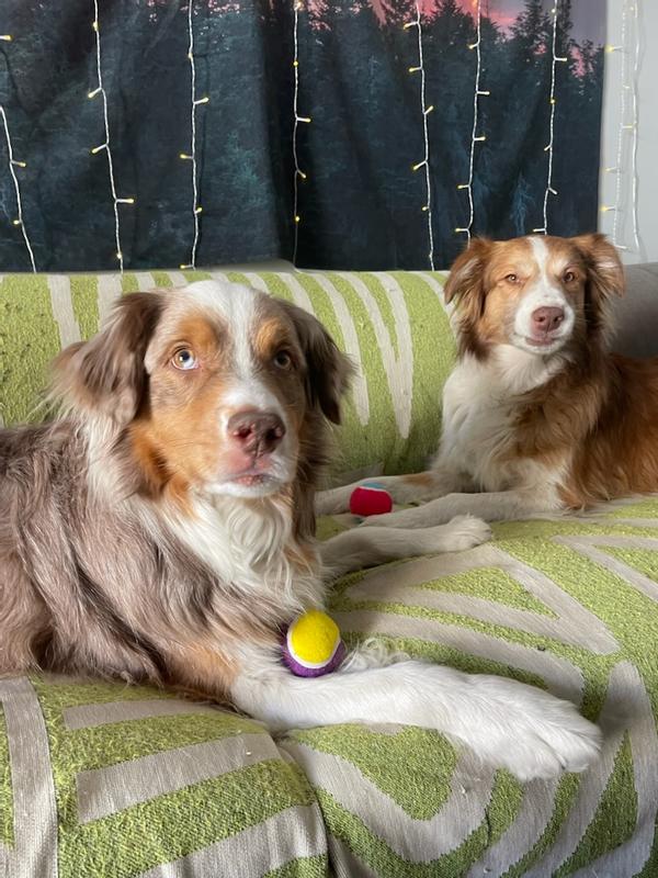 Show me a dog, especially an Aussie, that doesn’t like a good squeaky ball! These two do! ❤️