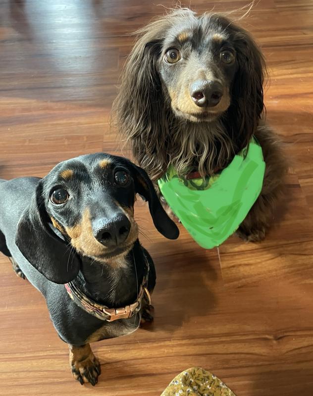 Their coats are so shiny now!