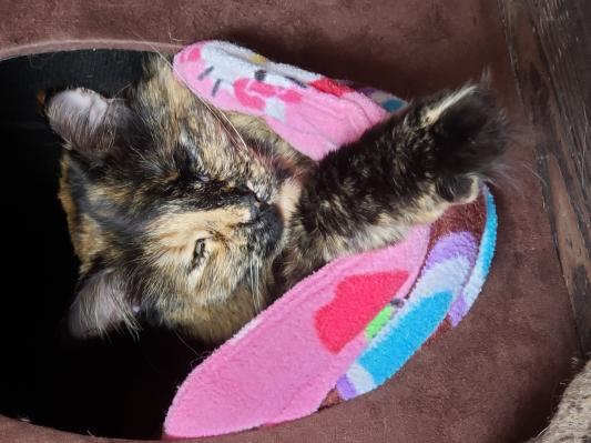 Rosie bear just hanging out