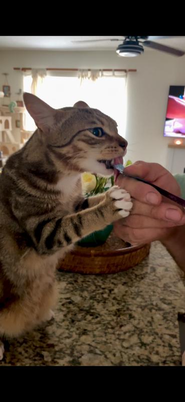Boone finishing his “licky-stick” in a record 2 seconds