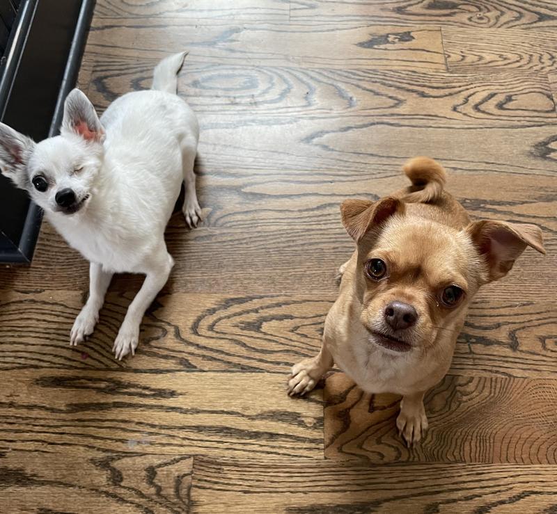 Archie & Edie loved the beef liver treats!