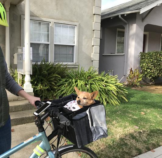 Dog bike basket sales with shade