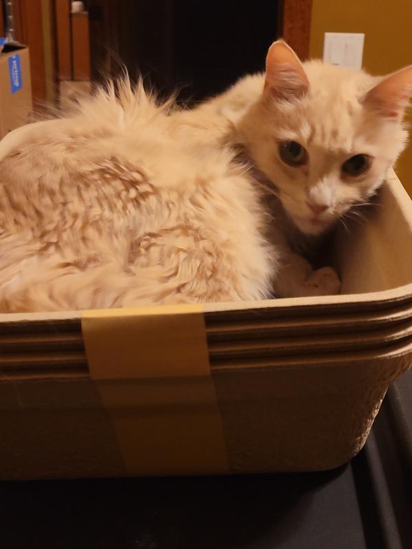 Makes a nice bed as well