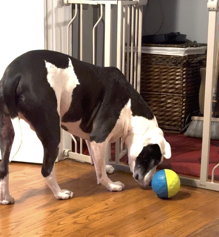 Big boy getting kibble out