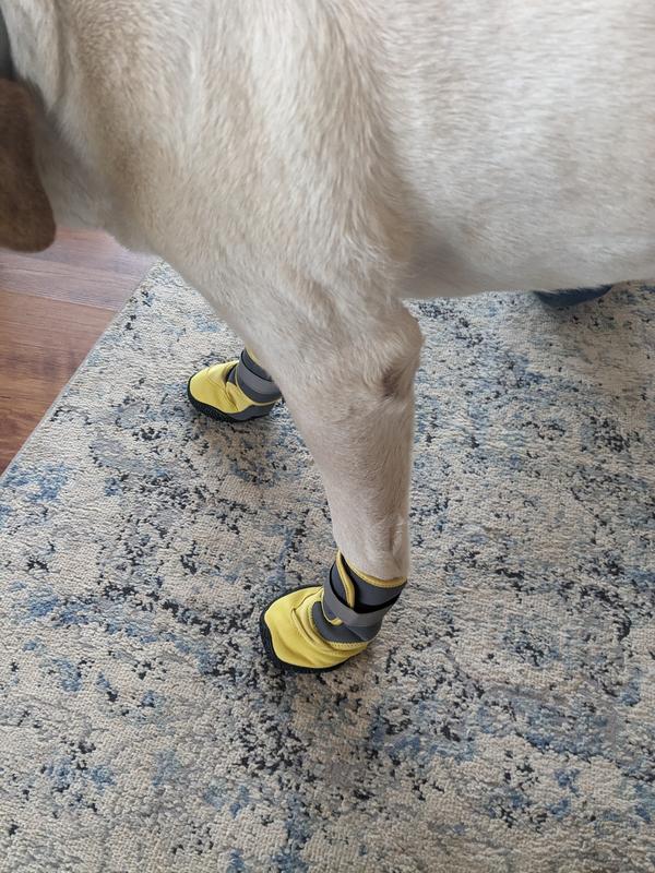 FRISCO Wrapped Dog Boot, Yellow, XX-Large, 2 count - Chewy.com