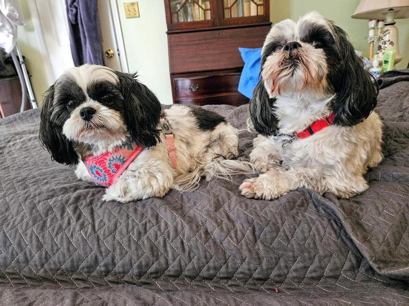 Molly and Bandit