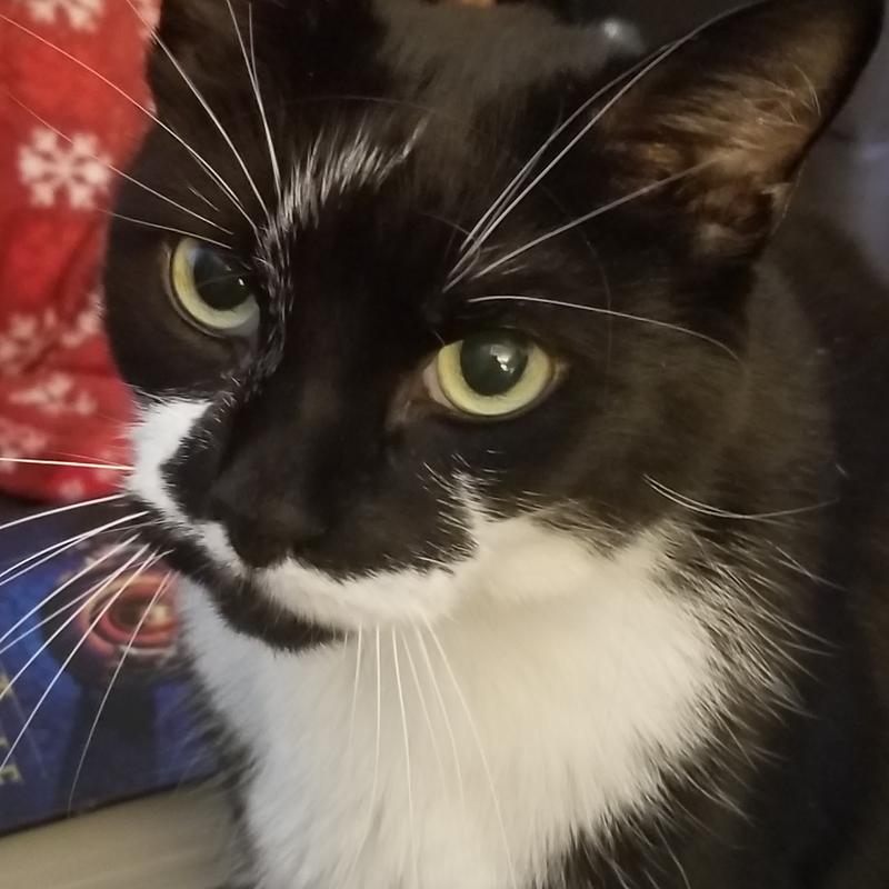 My beautiful boy Spooky. He hears the pop of the can being opened and he comes running.