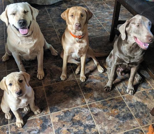 Remy, Belle, Faith, and Jewel, happy Chewy family of Rio Brazos Labradors!