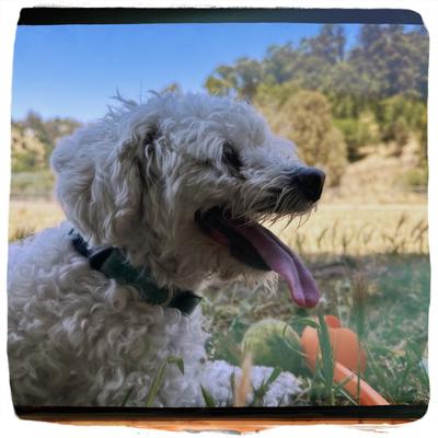 little dog LZ (el Zee)