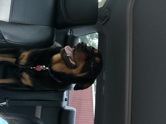 Roxie happy after eating