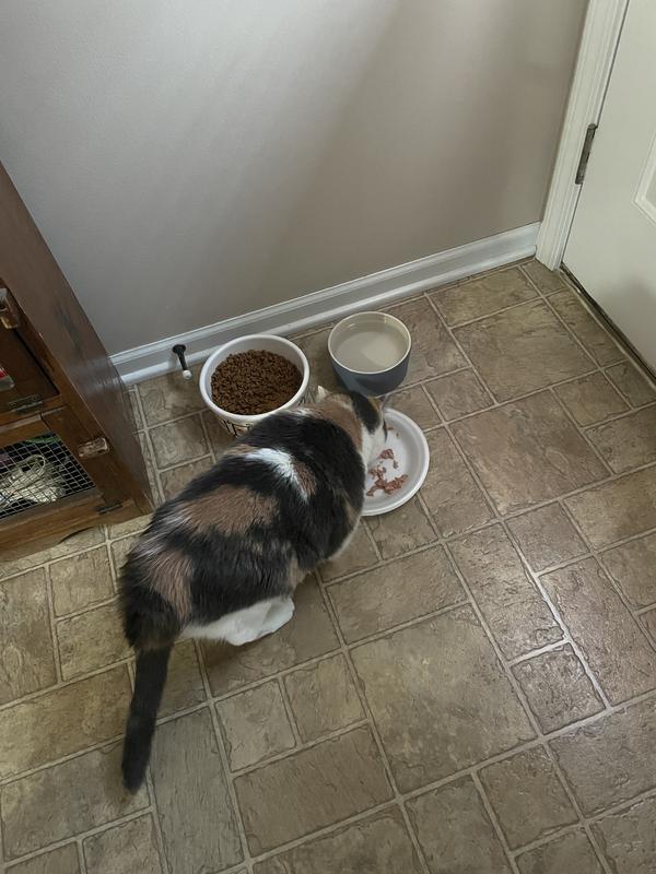 My two babies checking it out.